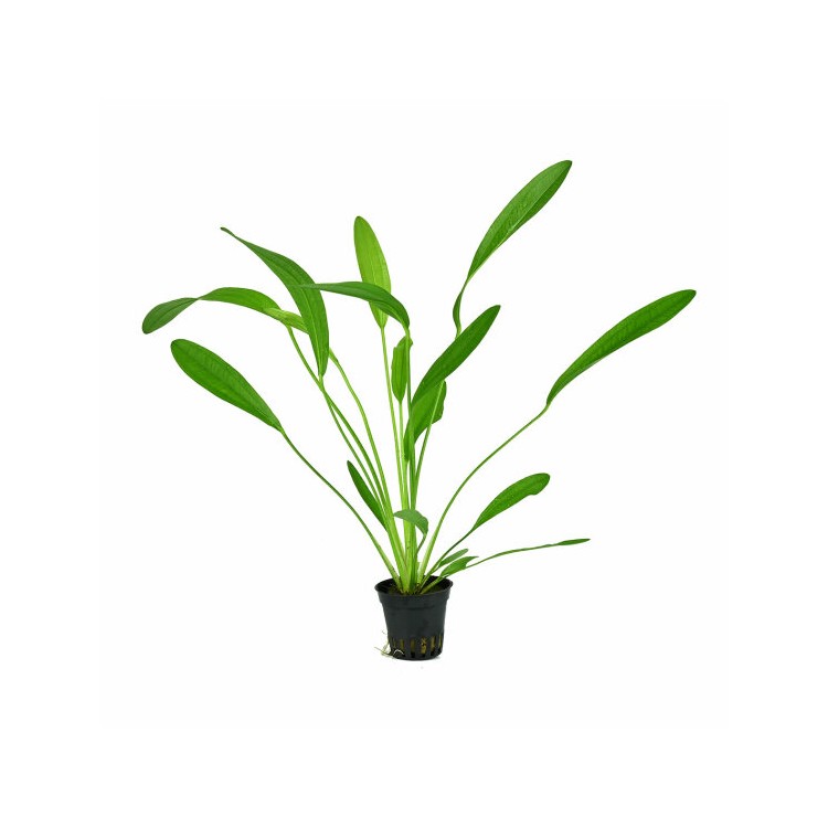 Planta acvariu Echinodorus uruguayensis Stoffels - imagine 3